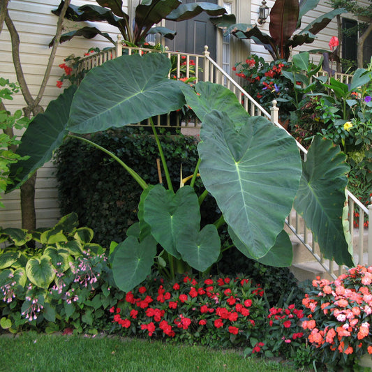 Jacks Giant Elephant Ear