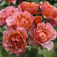 Signed jean kokto tequila Rose Seedlings Flower Seeds Perennial Growing Bonsai Corms Tubers Potted Planting Reblooming Fragrant Garden Roots Rhizomes Species Blooms Plant Bulbs Gardening Tree
