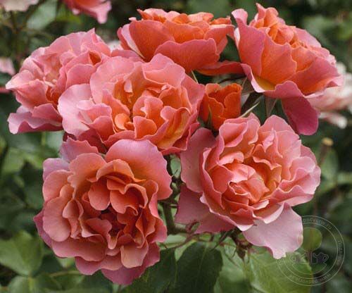 Signed jean kokto tequila Rose Seedlings Flower Seeds Perennial Growing Bonsai Corms Tubers Potted Planting Reblooming Fragrant Garden Roots Rhizomes Species Blooms Plant Bulbs Gardening Tree