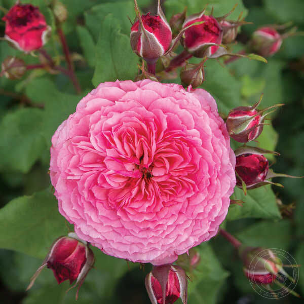 Catarina freila theo clavers Rose Seedlings Flower Seeds Perennial Growing Bonsai Corms Tubers Potted Planting Reblooming Fragrant Garden Roots Rhizomes Species Blooms Plant Bulbs Gardening Tree