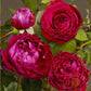 Catherine Renaissance Rose Plant Seedlings Flower Seeds Perennial Growing Bonsai Corms Tubers Potted Planting Reblooming Fragrant Garden Roots Rhizomes Species Blooms Bulbs Gardening Tree