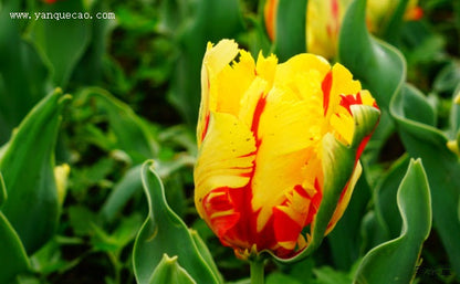 Tulip Bulbs Hot Flowers Rare Variety Yard Garden Fragrant Spring Plants Home Balcony Bonsai Easy to Grow(10 Bulbs Pack)