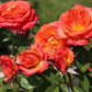Feurio Rose Seedlings Flower Seeds Perennial Growing Bonsai Corms Tubers Potted Planting Reblooming Fragrant Garden Roots Rhizomes Species Blooms Plant Bulbs Gardening Tree