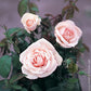 Signed marhenkinigin Rose Seedlings Flower Seeds Perennial Growing Bonsai Corms Tubers Potted Planting Reblooming Fragrant Garden Roots Rhizomes Species Blooms Plant Bulbs Gardening Tree