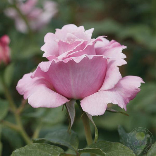 Day perfume DE liberte memorial Rose Seedlings Flower Seeds Perennial Growing Bonsai Corms Tubers Potted Planting Reblooming Fragrant Garden Roots Rhizomes Species Blooms Plant Bulbs Gardening Tree