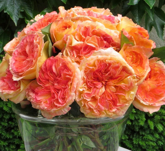 Delbard Rose Seedlings Flower Seeds Perennial Growing Bonsai Corms Tubers Potted Planting Reblooming Fragrant Garden Roots Rhizomes Species Blooms Plant Bulbs Gardening Tree