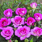 Prima bacho barney Rose Seedlings Flower Seeds Perennial Growing Bonsai Corms Tubers Potted Planting Reblooming Fragrant Garden Roots Rhizomes Species Blooms Plant Bulbs Gardening Tree