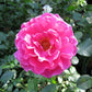 Princess Alexandra Renaissance Rose Seedlings Flower Seeds Perennial Growing Bonsai Corms Tubers Potted Planting Reblooming Fragrant Garden Roots Rhizomes Species Blooms Plant Bulbs Gardening Tree