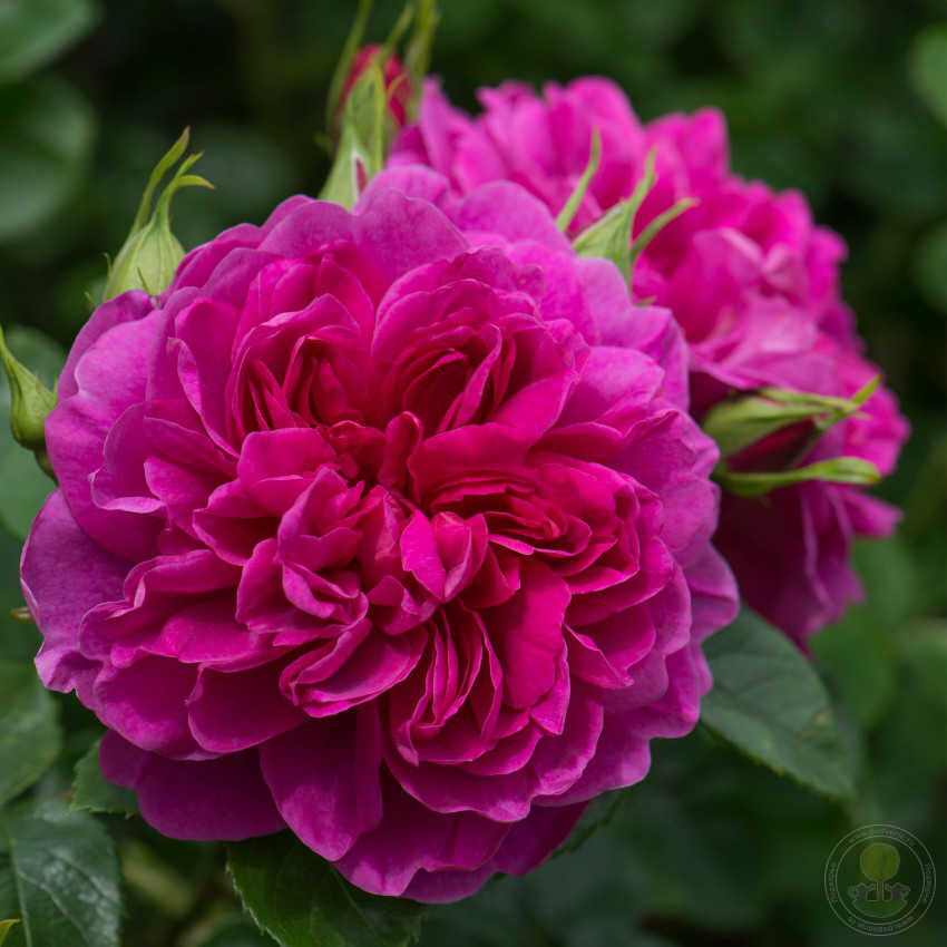 Princess Anne Rose Seedlings Flower Seeds Perennial Growing Bonsai Corms Tubers Potted Planting Reblooming Fragrant Garden Roots Rhizomes Species Blooms Plant Bulbs Gardening Tree