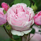 Princess Claire of Belgium Rose Seedlings Flower Seeds Perennial Growing Bonsai Corms Tubers Potted Planting Reblooming Fragrant Garden Roots Rhizomes Species Blooms Plant Bulbs Gardening Tree