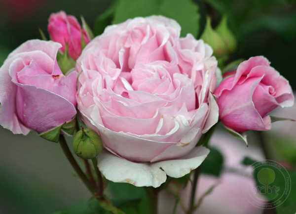 Princess Claire of Belgium Rose Seedlings Flower Seeds Perennial Growing Bonsai Corms Tubers Potted Planting Reblooming Fragrant Garden Roots Rhizomes Species Blooms Plant Bulbs Gardening Tree
