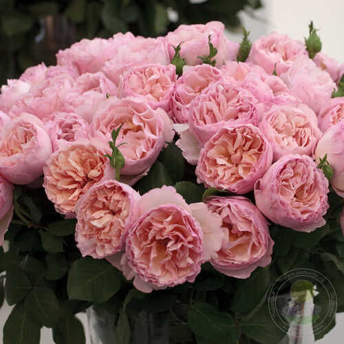 Princesse Charlene De Monaco Rose Seedlings Flower Seeds Perennial Growing Bonsai Corms Tubers Potted Planting Reblooming Fragrant Garden Roots Rhizomes Species Blooms Plant Bulbs Gardening Tree