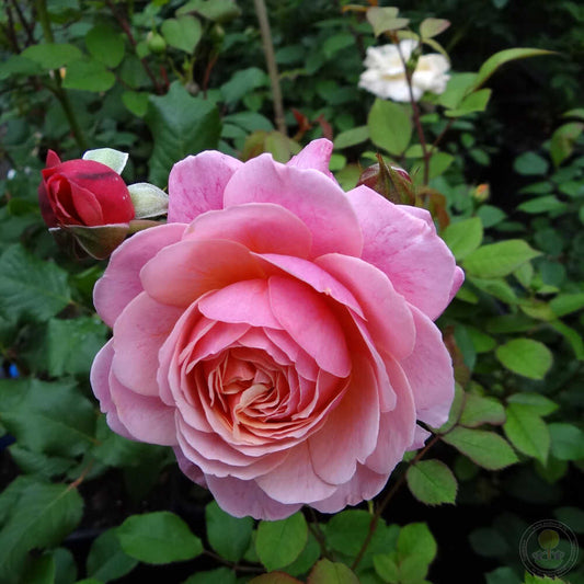 By p.j. redute Rose Seedlings Flower Seeds Perennial Growing Bonsai Corms Tubers Potted Planting Reblooming Fragrant Garden Roots Rhizomes Species Blooms Plant Bulbs Gardening Tree