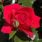 Red flume pletistaRose Seedlings Flower Seeds Perennial Growing Bonsai Corms Tubers Potted Planting Reblooming Fragrant Garden Roots Rhizomes Species Blooms Plant Bulbs Gardening Tree