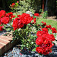 Red Hat Lady Rose Seedlings Flower Seeds Perennial Growing Bonsai Corms Tubers Potted Planting Reblooming Fragrant Garden Roots Rhizomes Species Blooms Plant Bulbs Gardening Tree