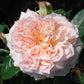 Reflets de Nacre Rose Seedlings Flower Seeds Perennial Growing Bonsai Corms Tubers Potted Planting Reblooming Fragrant Garden Roots Rhizomes Species Blooms Plant Bulbs Gardening Tree