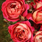 Reine Sammut Rose Seedlings Flower Seeds Perennial Growing Bonsai Corms Tubers Potted Planting Reblooming Fragrant Garden Roots Rhizomes Species Blooms Plant Bulbs Gardening Tree