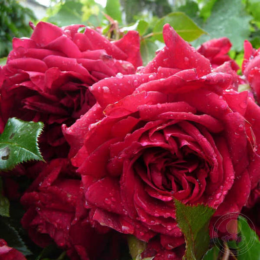 Republic de Montmartre Rose Seedlings Flower Seeds Perennial Growing Bonsai Corms Tubers Potted Planting Reblooming Fragrant Garden Roots Rhizomes Species Blooms Plant Bulbs Gardening Tree