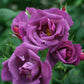 Rapsodi in blue Rose Seedlings Flower Seeds Perennial Growing Bonsai Corms Tubers Potted Planting Reblooming Fragrant Garden Roots Rhizomes Species Blooms Plant Bulbs Gardening Tree