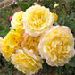 Rivedoux-Plage Rose Seedlings Flower Seeds Perennial Growing Bonsai Corms Tubers Potted Planting Reblooming Fragrant Garden Roots Rhizomes Species Blooms Plant Bulbs Gardening Tree