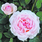 Roberto capucci Rose Seedlings Flower Seeds Perennial Growing Bonsai Corms Tubers Potted Planting Reblooming Fragrant Garden Roots Rhizomes Species Blooms Plant Bulbs Gardening Tree