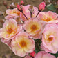Rock  Rose Seedlings Flower Seeds Perennial Growing Bonsai Corms Tubers Potted Planting Reblooming Fragrant Garden Roots Rhizomes Species Blooms Plant Bulbs Gardening Tree