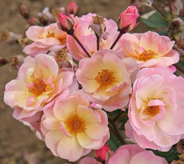 Rock  Rose Seedlings Flower Seeds Perennial Growing Bonsai Corms Tubers Potted Planting Reblooming Fragrant Garden Roots Rhizomes Species Blooms Plant Bulbs Gardening Tree