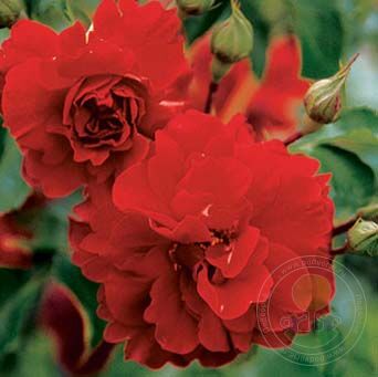 Roman Herzog Rose Seedlings Flower Seeds Perennial Growing Bonsai Corms Tubers Potted Planting Reblooming Fragrant Garden Roots Rhizomes Species Blooms Plant Bulbs Gardening Tree