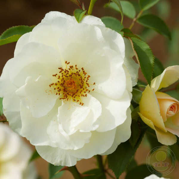 De La Paix Rose Seedlings Flower Seeds Perennial Growing Bonsai Corms Tubers Potted Planting Reblooming Fragrant Garden Roots Rhizomes Species Blooms Plant Bulbs Gardening Tree