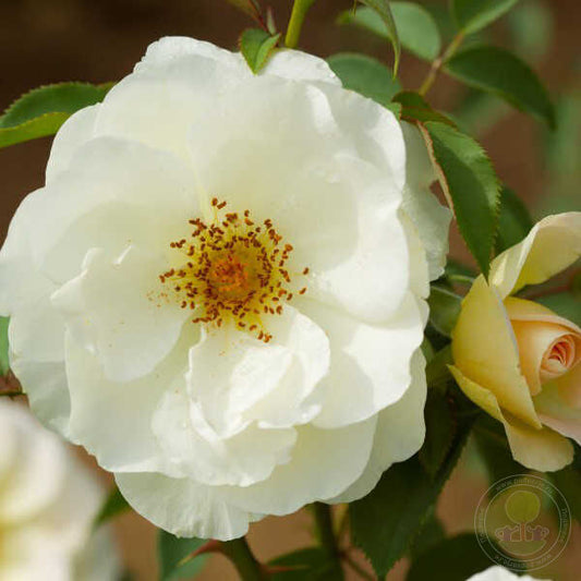 De La Paix Rose Seedlings Flower Seeds Perennial Growing Bonsai Corms Tubers Potted Planting Reblooming Fragrant Garden Roots Rhizomes Species Blooms Plant Bulbs Gardening Tree