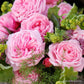 Rosengräfin Marie Henriette Rose Seedlings Flower Seeds Perennial Growing Bonsai Corms Tubers Potted Planting Reblooming Fragrant Garden Roots Rhizomes Species Blooms Plant Bulbs Gardening Tree