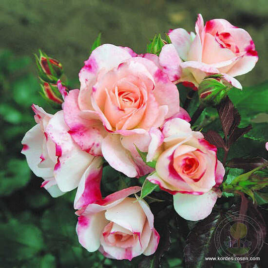 are roses bulbs or seeds Rosenstadt freising stud kortreik Rose Seedlings Flower Seeds Perenni – Easytogrowbulb