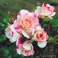 Rosenstadt freising stud kortreik Rose Seedlings Flower Seeds Perennial Growing Bonsai Corms Tubers Potted Planting Reblooming Fragrant Garden Roots Rhizomes Species Blooms Plant Bulbs Gardening Tree