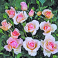 Roseto Carla Fineschi Rose Seedlings Flower Seeds Perennial Growing Bonsai Corms Tubers Potted Planting Reblooming Fragrant Garden Roots Rhizomes Species Blooms Plant Bulbs Gardening Tree
