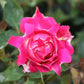 Ruffle's Joy Rose Plant Seedlings Flower Seeds Perennial Growing Bonsai Corms Tubers Potted Planting Reblooming Fragrant Garden Roots Rhizomes Species Blooms Bulbs Gardening Tree