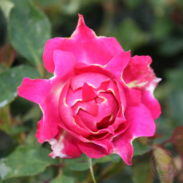 Ruffle's Joy Rose Plant Seedlings Flower Seeds Perennial Growing Bonsai Corms Tubers Potted Planting Reblooming Fragrant Garden Roots Rhizomes Species Blooms Bulbs Gardening Tree