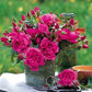 Saint exupery Rose Seedlings Flower Seeds Perennial Growing Bonsai Corms Tubers Potted Planting Reblooming Fragrant Garden Roots Rhizomes Species Blooms Plant Bulbs Gardening Tree