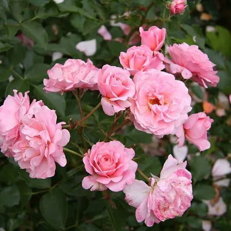 Botticelli Rose Seedlings Flower Seeds Perennial Growing Bonsai Corms Tubers Potted Planting Reblooming Fragrant Garden Roots Rhizomes Species Blooms Plant Bulbs Gardening Tree