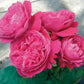 Salma sad pletista Rose Seedlings Flower Seeds Perennial Growing Bonsai Corms Tubers Potted Planting Reblooming Fragrant Garden Roots Rhizomes Species Blooms Plant Bulbs Gardening Tree