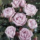 Sandra Renaissance Rose Seedlings Flower Seeds Perennial Growing Bonsai Corms Tubers Potted Planting Reblooming Fragrant Garden Roots Rhizomes Species Blooms Plant Bulbs Gardening Tree