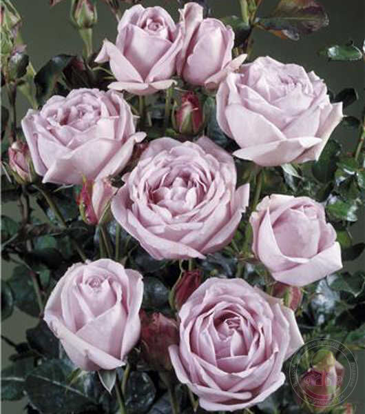Sandra Renaissance Rose Seedlings Flower Seeds Perennial Growing Bonsai Corms Tubers Potted Planting Reblooming Fragrant Garden Roots Rhizomes Species Blooms Plant Bulbs Gardening Tree