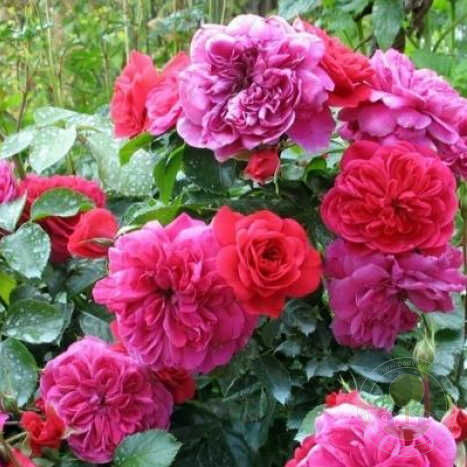 Sangria Sonia meilow Rose Seedlings Flower Seeds Perennial Growing Bonsai Corms Tubers Potted Planting Reblooming Fragrant Garden Roots Rhizomes Species Blooms Plant Bulbs Gardening Tree