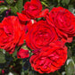 Scarlet Bonica Rose Seedlings Flower Seeds Perennial Growing Bonsai Corms Tubers Potted Planting Reblooming Fragrant Garden Roots Rhizomes Species Blooms Plant Bulbs Gardening Tree