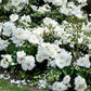 Schneefloke Rose Seedlings Flower Seeds Perennial Growing Bonsai Corms Tubers Potted Planting Reblooming Fragrant Garden Roots Rhizomes Species Blooms Plant Bulbs Gardening Tree