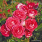 Sean koblencerin Marie rotrova Rose Seedlings Flower Seeds Perennial Growing Bonsai Corms Tubers Potted Planting Reblooming Fragrant Garden Roots Rhizomes Species Blooms Plant Bulbs Gardening Tree