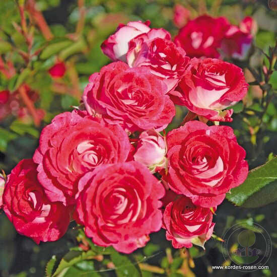 Sean koblencerin Marie rotrova Rose Seedlings Flower Seeds Perennial Growing Bonsai Corms Tubers Potted Planting Reblooming Fragrant Garden Roots Rhizomes Species Blooms Plant Bulbs Gardening Tree