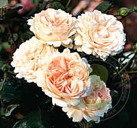 Sebastian Kneipp Rose Seedlings Flower Seeds Perennial Growing Bonsai Corms Tubers Potted Planting Reblooming Fragrant Garden Roots Rhizomes Species Blooms Plant Bulbs Gardening Tree