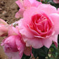 Shocking Pink Rose Seedlings Flower Seeds Perennial Growing Bonsai Corms Tubers Potted Planting Reblooming Fragrant Garden Roots Rhizomes Species Blooms Plant Bulbs Gardening Tree