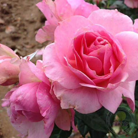 Shocking Pink Rose Seedlings Flower Seeds Perennial Growing Bonsai Corms Tubers Potted Planting Reblooming Fragrant Garden Roots Rhizomes Species Blooms Plant Bulbs Gardening Tree