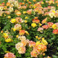 Soleillade Rose Seedlings Flower Seeds Perennial Growing Bonsai Corms Tubers Potted Planting Reblooming Fragrant Garden Roots Rhizomes Species Blooms Plant Bulbs Gardening Tree
